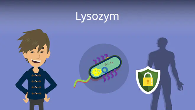 Zum Video: Lysozym