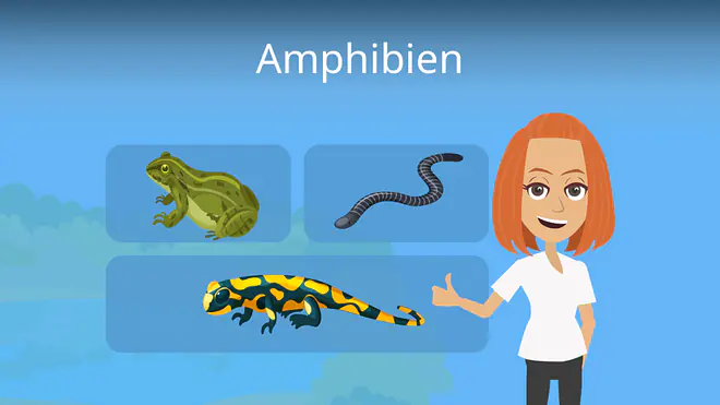 Zum Video: Amphibien