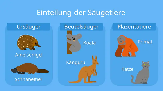 säugetiere, was ist ein säugetier, säugetiere merkmale, merkmale der säugetiere, merkmale von säugetieren, merkmale säugetiere klasse 5, definition säugetier, säugetiere liste, säugetiere steckbrief, säugetiere beispiele, körpertemperatur säugetiere, säugetiere arten, zoologie säugetiere, säugetiere definition, ist der mensch ein säugetier, gruppe von säugetieren
