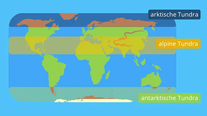 Die Weltkarte zeigt die globalen Verbreitungszonen der Tundra und verdeutlicht, wo arktische, alpine und antarktische Tundren vorkommen.