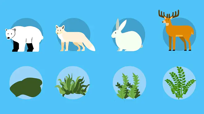 Die Abbildung zeigt typische Tundra-Tiere wie Eisbär, Polarfuchs, Schneehase und Rentier sowie charakteristische Tundra-Pflanzen wie Moose, Gräser und Flechten, um die angepasste Tier- und Pflanzenwelt dieses Lebensraums zu veranschaulichen.