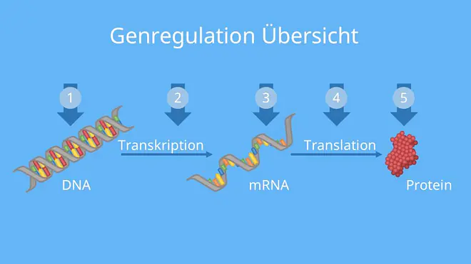 DNA, Transkription, mRNA, Translation, Protein, Proteinbiosynthese, Genregulation, Genexpression, Gen