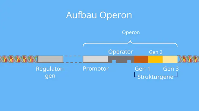 Operon, Regulatorgen, Promotor, Operator, Strukturgene, DNA, Transkription, Genregulation, Prokaryoten
