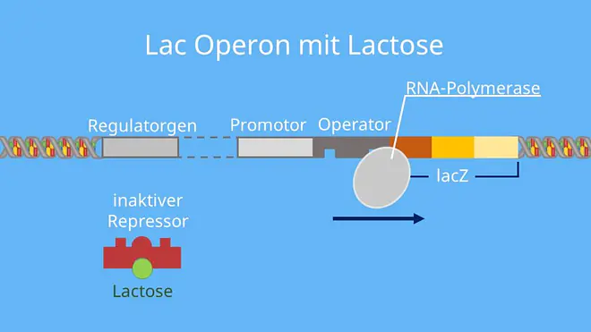 lac-Operon, Lactose, Induktor, inaktiver Repressor, Transkription, allosterisches Zentrum, Substratinduktion