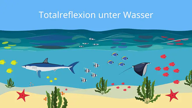 Totalreflexion, Totalreflexion Beispiel, Totalreflexion Bedingungen, Grenzwinkel der Totalreflexion, Grenzwinkel, Fisch, Fisch unter Wasser, Spiegelung, Wasseroberfläche, Totalreflexion wasser, Totalreflexion luft