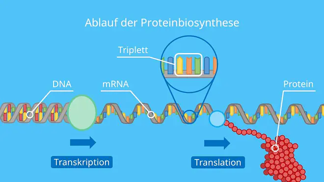 Ablauf der Proteinbiosynthese, Transkription, Translation, Proteinherstellung, DNA, mRNA, tRNA, Protein, Ribosom