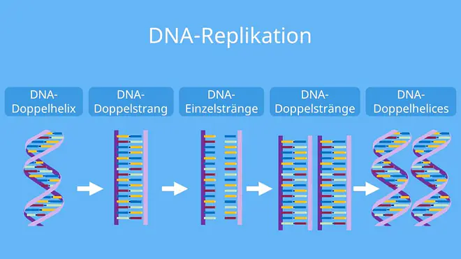 dna replikation, replikation, replikation der dna, dna replikation ablauf, replikation definition, verdopplung der dna, identische replikation, replikation dna, dna synthese, dna verdopplung, replikation bedeutung, dna replikation einfach erklärt, replikation ablauf, ablauf der replikation, ablauf der dna replikation, identische verdopplung der dna, replikation einfach erklärt, was bedeutet replikation, replizieren biologie, replikation biologie, dna-replikation, ablauf replikation, dna replikation flussdiagramm, was ist replikation, wie verdoppelt sich die dna, flussdiagramm dna replikation, replikation der dna einfach erklärt, ablauf dna replikation, ablaufdiagramm verdopplung der dna, dna replikation definition, replikation der dna ablauf, die replikation der dna, die replikation, was heißt replikation, was ist eine replikation, flussdiagramm replikation, dns replikation, verlaufsschema biologie, dna replikation abbildung beschriften, replizieren bio, replikation bio, dna schema, verdopplung dna, replikation abbildung