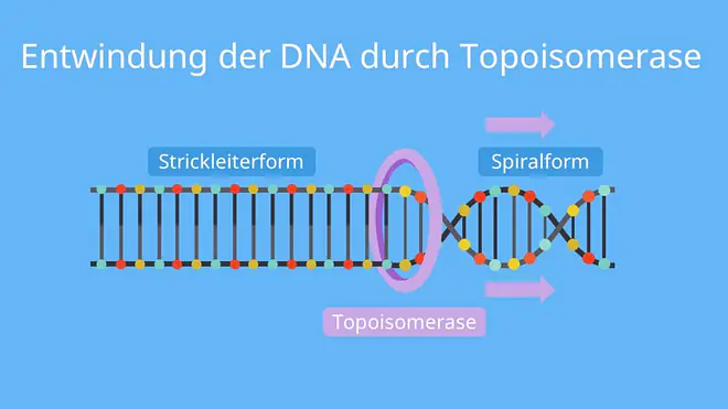 DNA Replikation, Replikation, Topoisomerase, dna replikation, replikation, replikation der dna, dna replikation ablauf, replikation definition, verdopplung der dna, identische replikation, replikation dna, dna synthese, dna verdopplung, replikation bedeutung, dna replikation einfach erklärt, replikation ablauf, ablauf der replikation, ablauf der dna replikation, identische verdopplung der dna, replikation einfach erklärt, was bedeutet replikation, replizieren biologie, replikation biologie, dna-replikation, ablauf replikation, dna replikation flussdiagramm, was ist replikation, wie verdoppelt sich die dna, flussdiagramm dna replikation, replikation der dna einfach erklärt, ablauf dna replikation, ablaufdiagramm verdopplung der dna, dna replikation definition, replikation der dna ablauf, die replikation der dna, die replikation, was heißt replikation, was ist eine replikation, flussdiagramm replikation, dns replikation, verlaufsschema biologie, dna replikation abbildung beschriften, replizieren bio, replikation bio, dna schema, verdopplung dna, replikation abbildung, topoisomerase replikation, dna replikation enzyme, enzyme der dna replikation, replikation enzyme, enzyme dna replikation, enzyme dna, dns replikation, enzyme replikation, topoisomerase replikation