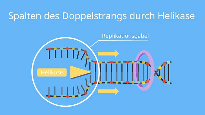 DNA Replikation, Replikation, Helicase, Helikase, Doppelstrang, Replikationsgabel