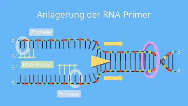 DNA Replikation, Replikation, Primase, RNA Primer, DNA Primase, dna replikation, replikation, replikation der dna, dna replikation ablauf, replikationsgabel, replikation definition, verdopplung der dna, identische replikation, rna primer, primer rna, primer biologie, replikation dna, primer dna, dna synthese, dna verdopplung, leitstrang, dna replikation beschriftung, replikation bedeutung, dna replikation einfach erklärt, replikation ablauf, ligase funktion, replikationsblase, ablauf der replikation, leitstrang folgestrang, folgestrang, helicase funktion, primase funktion, molekularer mechanismus der dna replikation, ablauf der dna replikation, identische verdopplung der dna, replikation einfach erklärt, was bedeutet replikation, dna matrize, dna replikation enzyme, replizieren biologie, matrize bio, replikation biologie, enzyme der dna replikation, dna-replikation, helicase dna, ablauf replikation, dna polymerase richtung, diskontinuierliche replikation, rna replikation, kontinuierliche und diskontinuierliche replikation, dna replikation flussdiagramm, was ist replikation, wie verdoppelt sich die dna, flussdiagramm dna replikation, replikation der dna einfach erklärt, ablauf dna replikation, kontinuierliche replikation, ablaufdiagramm verdopplung der dna, aufgabe der dna, replikation enzyme, dna primase, primase dna, matrizen dna, dna replikation definition, enzyme dna replikation, replikation der dna ablauf, dna replikation phasen, replikationsgabel definition, die replikation der dna, die replikation, primer dna replikation, primer replikation, was heißt replikation, dna enzyme, was ist eine replikation, flussdiagramm replikation, enzyme dna, dns replikation, enzyme replikation, verlaufsschema biologie, semikonservative replikation ablauf, dna replikation abbildung beschriften, replizieren bio, replikation bio, dna schema, verdopplung dna, replikation abbildung
