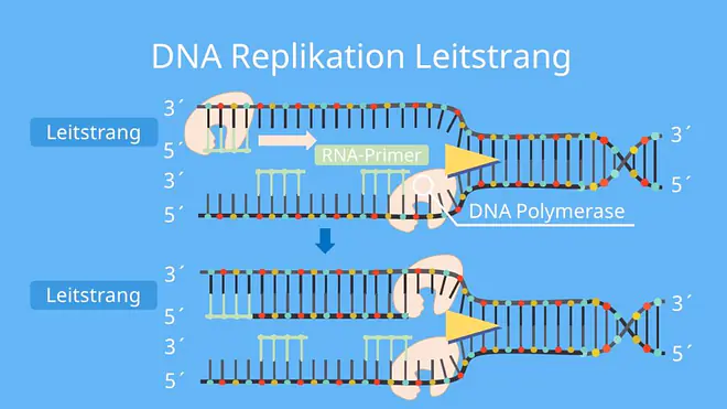 DNA Replikation,Replikation,  Leitstrang, DNA Polymerase, Verdopplung der DNA