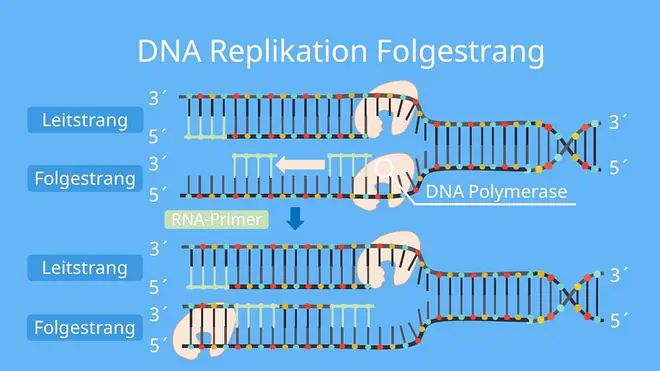 DNA Replikation, Replikation, Folgestrang
