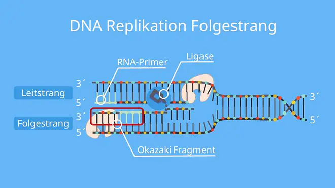 DNA Replikation, Replikation, Folgestrang, Okazaki Fragment, Okazaki Fragmente, Ligase, RNase H, Primer, Primase, dna replikation, replikation, replikation der dna, dna replikation ablauf, replikationsgabel, replikation definition, verdopplung der dna, identische replikation, rna primer, primer rna, primer biologie, replikation dna, primer dna, dna synthese, dna verdopplung, leitstrang, dna replikation beschriftung, replikation bedeutung, dna replikation einfach erklärt, replikation ablauf, ligase funktion, replikationsblase, ablauf der replikation, leitstrang folgestrang, folgestrang, helicase funktion, primase funktion, molekularer mechanismus der dna replikation, ablauf der dna replikation, identische verdopplung der dna, replikation einfach erklärt, was bedeutet replikation, dna matrize, dna replikation enzyme, replizieren biologie, matrize bio, replikation biologie, enzyme der dna replikation, dna-replikation, helicase dna, ablauf replikation, dna polymerase richtung, diskontinuierliche replikation, rna replikation, kontinuierliche und diskontinuierliche replikation, dna replikation flussdiagramm, was ist replikation, wie verdoppelt sich die dna, flussdiagramm dna replikation, replikation der dna einfach erklärt, ablauf dna replikation, kontinuierliche replikation, ablaufdiagramm verdopplung der dna, aufgabe der dna, replikation enzyme, dna primase, primase dna, matrizen dna, dna replikation definition, enzyme dna replikation, replikation der dna ablauf, dna replikation phasen, replikationsgabel definition, die replikation der dna, die replikation, primer dna replikation, primer replikation, was heißt replikation, dna enzyme, was ist eine replikation, flussdiagramm replikation, enzyme dna, dns replikation, enzyme replikation, verlaufsschema biologie, semikonservative replikation ablauf, dna replikation abbildung beschriften, replizieren bio, replikation bio, dna schema, verdopplung dna, replikation abbildung, okazaki