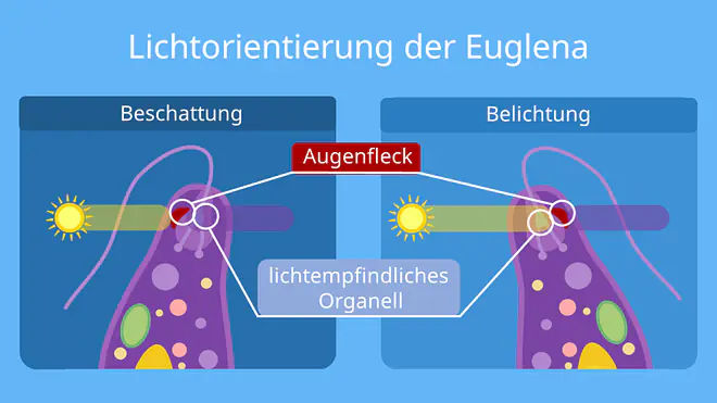 Lichtorientierung der Euglena, Augenfleck, lichtempfindliches Organell, Fortbewegung, Lichtempfindlichkeit