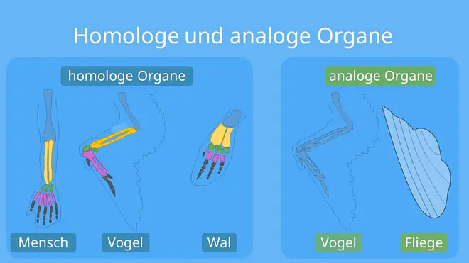 Homologien, Analogien, homologe Organe, Homologa, Konvergenz, Wal, Mensch, Analogien, analoge Organe, Divergenz, Maulwurf, Maulwurfsgrille