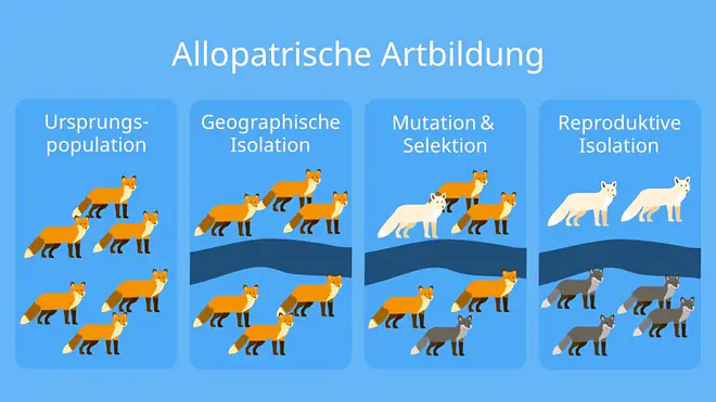 synthetische Evolutionstheorie; Evolutionsfaktoren; Darwin, Genpool, synthetische Evolutionstheorie beispiel