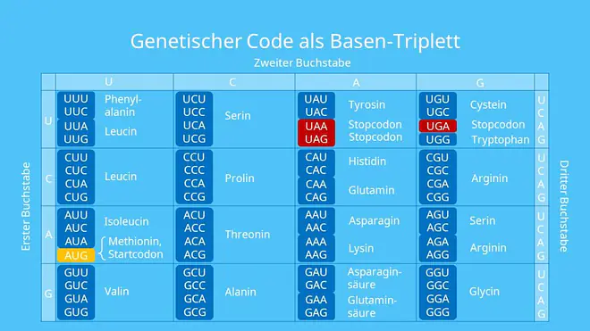 Genetischer Code als Basen-Triplett, Codon, Aminosäure, Protein, Proteinbiosynthese, genetischer Code, redundant, universell, degeneriert
