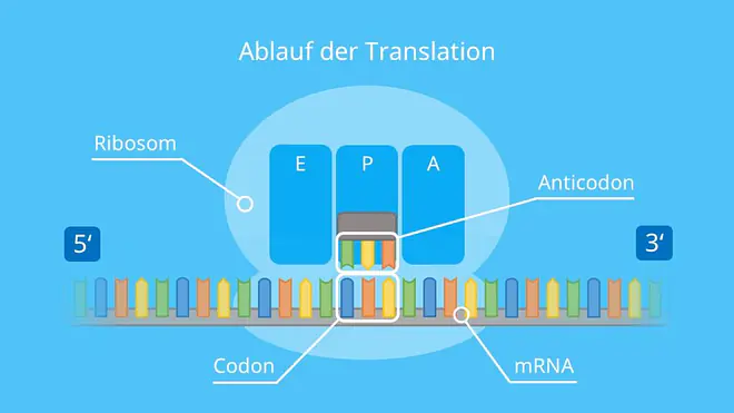 Ablauf der Translation, tRNA, Ribosom, mRNA, Codon, Aminosäure, Protein, Proteinbiosynthese