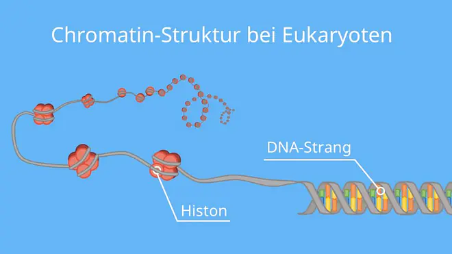 eukaryoten genregulation, genregulation bei eukaryoten, genregulation eukaryoten, regulation der genaktivität, chromatin umstrukturierung, regulation genaktivität, regulation der genaktivität, genregulation einfach erklärt, genregulation bei eukaryoten ablauf