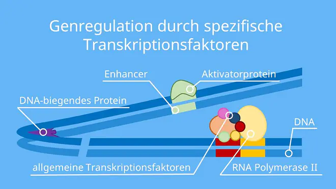 eukaryoten genregulation, genregulation bei eukaryoten, genregulation eukaryoten, regulation der genaktivität, chromatin umstrukturierung, regulation genaktivität, regulation der genaktivität, genregulation einfach erklärt, genregulation bei eukaryoten ablauf