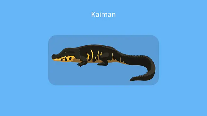 caiman, cayman, Kaimane