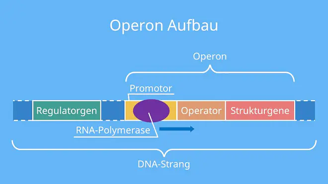 lac operon modell, operonmodell, operon, lac operon, genregulation lac operon