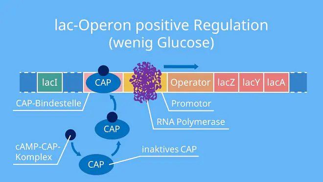 lac operon modell, operonmodell, operon, lac operon, genregulation lac operon