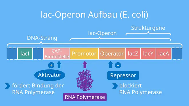 lac operon modell, operonmodell, operon, lac operon, genregulation lac operon