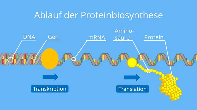 Ablauf der Proteinbiosynthese, Transkription, Translation, Proteinherstellung, DNA, mRNA, tRNA, Protein, Ribosom