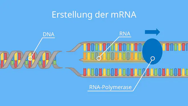 Erstellung der mRNA, DNA, Proteinbiosynthese, Translation, Transkription, mRNA