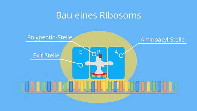 Bau eines Ribosoms, Ribosom, Stellen, Aminoacyl, Polypeptid, Exit, Proteinbiosynthese, Translation, mRNA