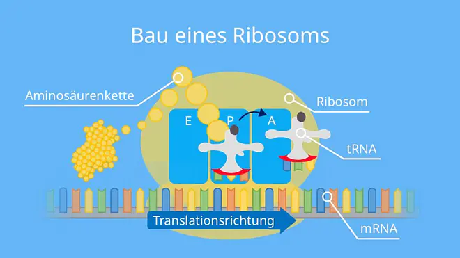 Ablauf der Translation, Proteinbiosynthese, Aminosäure, Aminosäurenkette, Protein, Ribosom, tRNA, mRNA