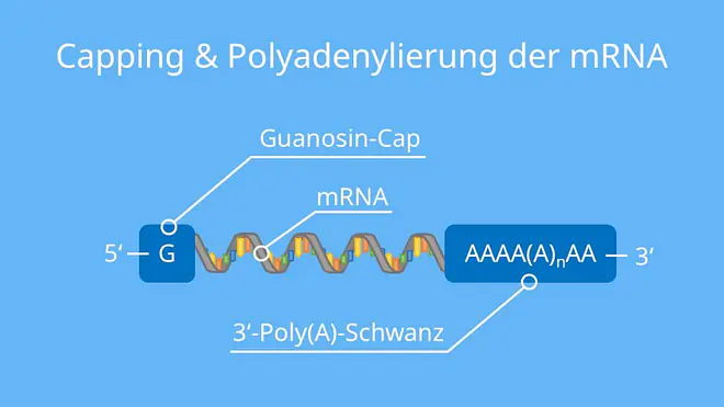 Prozessierung, RNA Prozessierung, prozessieren, prozessiert, spleißen Biologie, Polyadenylierung, mRNA Prozessierung, prä mRNA, hnRNA, Prozessierung der mRNA, Capping mRNA, DNA Prozessierung