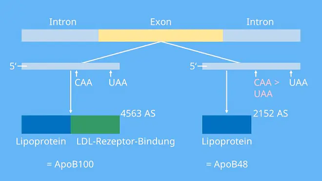 Prozessierung, RNA Prozessierung, prozessieren, prozessiert, spleißen Biologie, Polyadenylierung, mRNA Prozessierung, prä mRNA, hnRNA, Prozessierung der mRNA, Capping mRNA, DNA Prozessierung