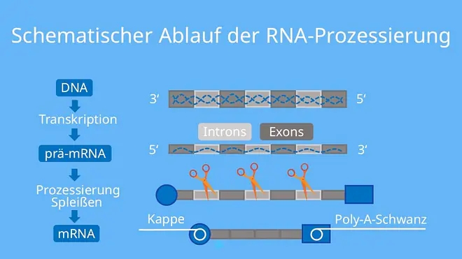 Schematischer Ablauf der RNA-Prozessierung, Splicing, Polyadenylierung, Proteinbiosynthese, Transkription, Translation, mRNA, Intron, Exon, Poly-A-Schwanz