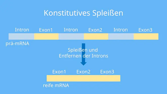 Prozessierung, RNA Prozessierung, prozessieren, prozessiert, spleißen Biologie, Polyadenylierung, mRNA Prozessierung, prä mRNA, hnRNA, Prozessierung der mRNA, Capping mRNA, DNA Prozessierung