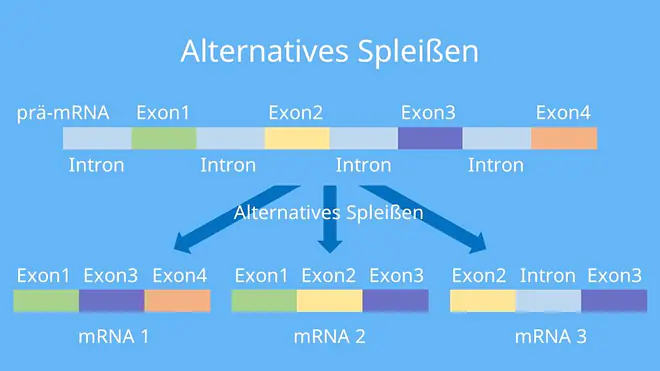 Prozessierung, RNA Prozessierung, prozessieren, prozessiert, spleißen Biologie, Polyadenylierung, mRNA Prozessierung, prä mRNA, hnRNA, Prozessierung der mRNA, Capping mRNA, DNA Prozessierung