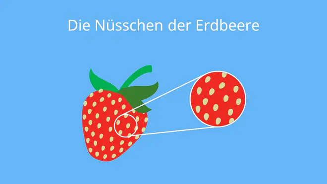 erdbeere nuss, ist die erdbeere eine nuss, erdbeere nüsse, sind erdbeeren nüsse, erdbeeren nussart