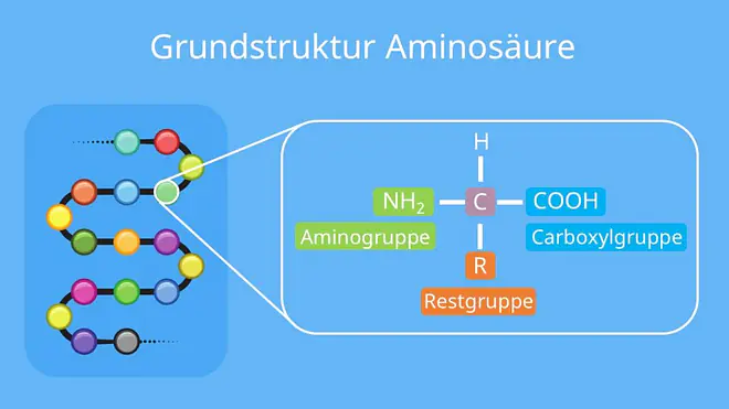 Proteine, Aminosäuren, aufbau proteine, proteine biologie, aminosäure grundstruktur, aminosäuren einteilung