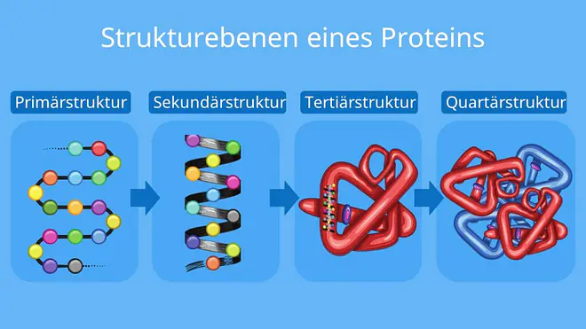 Proteine Aufbau, aufbau von proteinen, primärstruktur, aminosäuren, sekundärstrukur, Tertiätstruktur, Quartärstruktur, proteinstrukturen