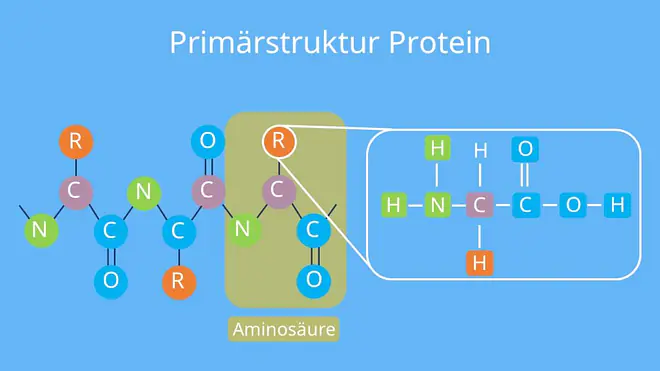 Primärstruktur Protein, Strukturebene Proteine, Aufbau Proteine, wie sind Proteine aufgenaut, aminosäurekette