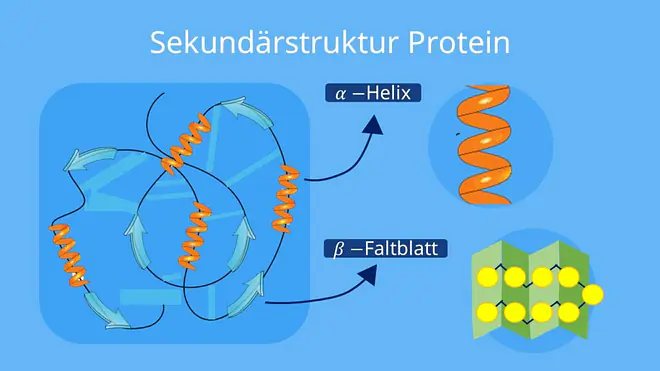 Sekundärstruktur Proteine, Proteine Aufbau, Strukturebene Proteine, Wasserstoffbrückenbindungen