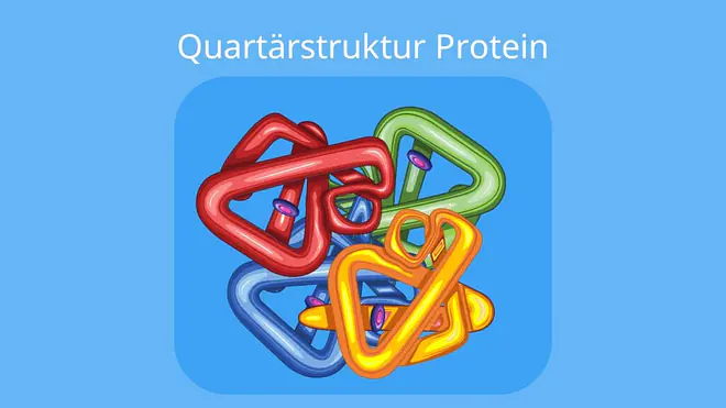 Quartärstruktur Proteine, Proteine aufbau, Proteine biologie, Strukturebenen