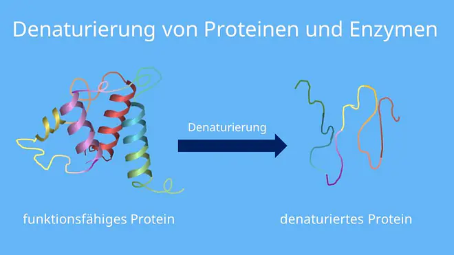 Denaturierung von Enzymen, Proteindenaturierung, Hitzedenaturierung