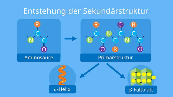 Sekundärstruktur proteine, protein Sekundärstruktur, sekundärstruktur stärke, sekundärstruktur aminosäuren, sekundärstruktur von proteinen, sekundärstruktur dna, proteine sekundärstruktur, sekundärstruktur eines proteins