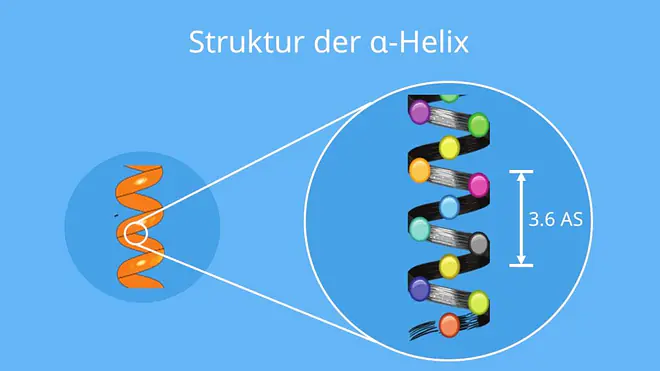 Sekundärstruktur proteine, protein Sekundärstruktur, sekundärstruktur stärke, sekundärstruktur aminosäuren, sekundärstruktur von proteinen, sekundärstruktur dna, proteine sekundärstruktur, sekundärstruktur eines proteins