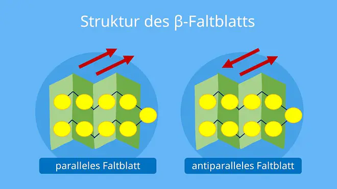 Sekundärstruktur proteine, protein Sekundärstruktur, sekundärstruktur stärke, sekundärstruktur aminosäuren, sekundärstruktur von proteinen, sekundärstruktur dna, proteine sekundärstruktur, sekundärstruktur eines proteins