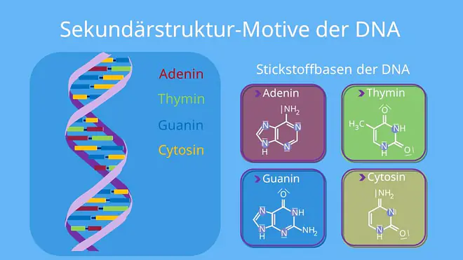 Sekundärstruktur proteine, protein Sekundärstruktur, sekundärstruktur stärke, sekundärstruktur aminosäuren, sekundärstruktur von proteinen, sekundärstruktur dna, proteine sekundärstruktur, sekundärstruktur eines proteins