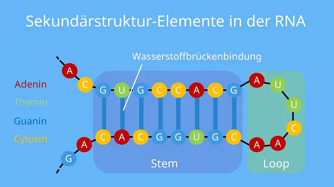 Sekundärstruktur proteine, protein Sekundärstruktur, sekundärstruktur stärke, sekundärstruktur aminosäuren, sekundärstruktur von proteinen, sekundärstruktur dna, proteine sekundärstruktur, sekundärstruktur eines proteins