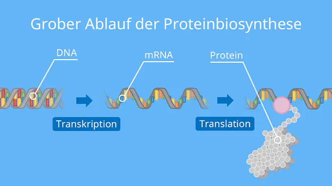 Grober Ablauf der Proteinbiosynthese, Translation, Transkription, Proteinherstellung, Proteine, DNA, mRNA, Ribosom